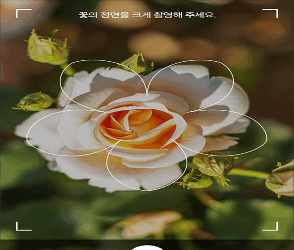 다음 꽃검색 어플